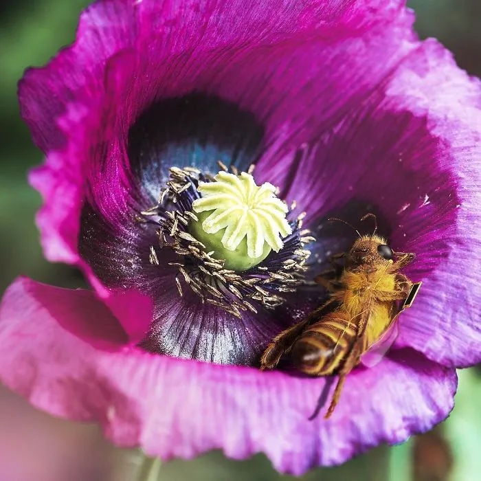 The World's First Bee Influencer Is Trying To Raise Funds To Save Her Species