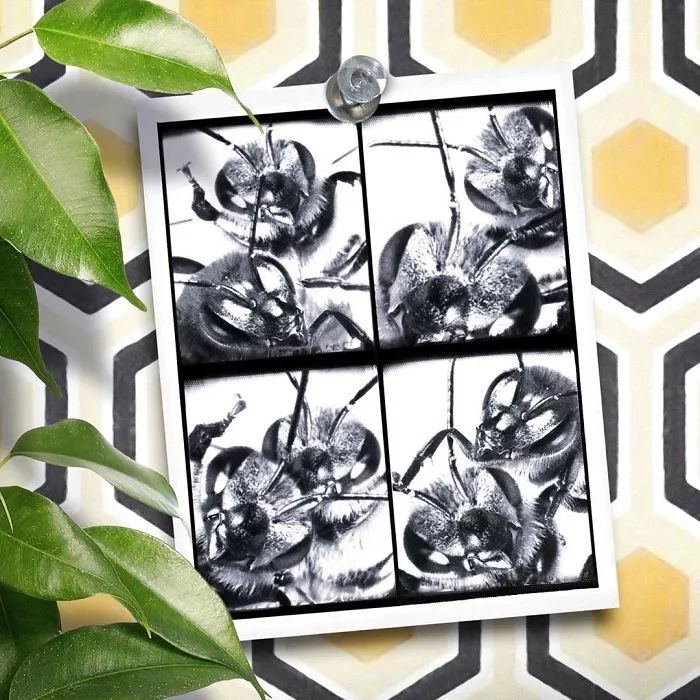 The World's First Bee Influencer Is Trying To Raise Funds To Save Her Species