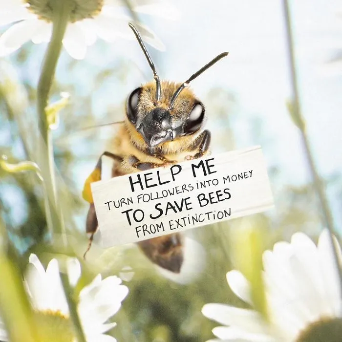 The World's First Bee Influencer Is Trying To Raise Funds To Save Her Species