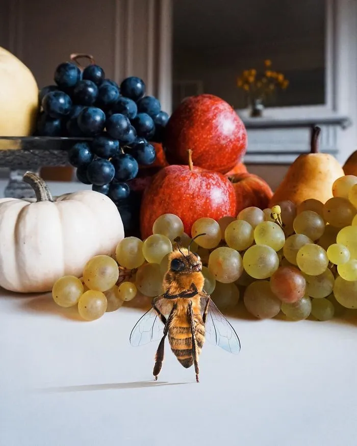 The World's First Bee Influencer Is Trying To Raise Funds To Save Her Species