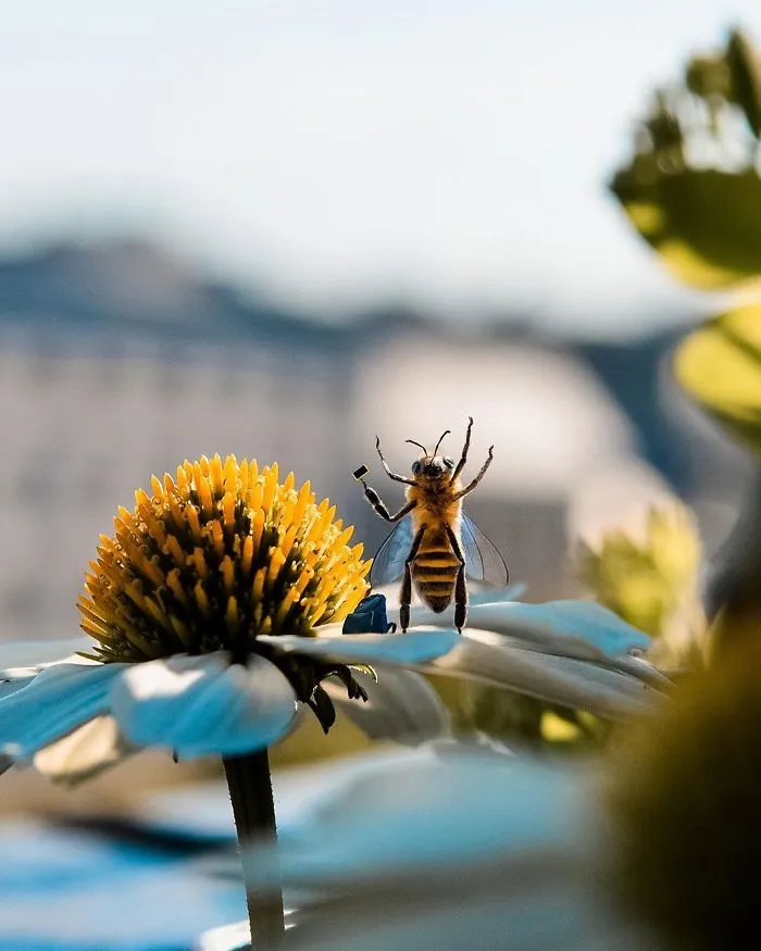 The World's First Bee Influencer Is Trying To Raise Funds To Save Her Species