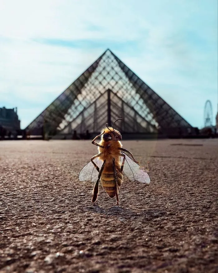 The World's First Bee Influencer Is Trying To Raise Funds To Save Her Species