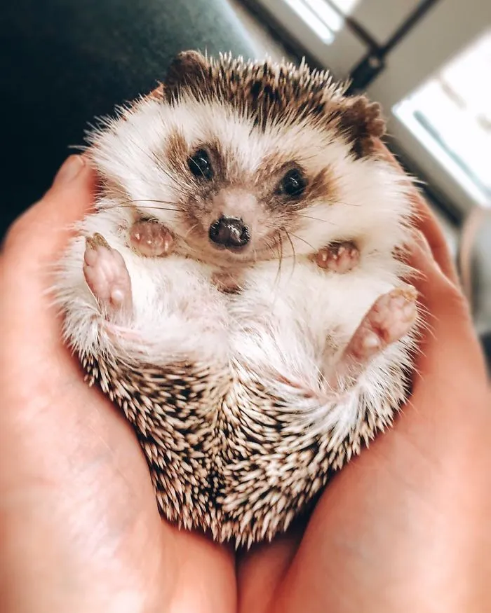 40 Pics Of Adorable Herbee The Hedgehog That 1.5 Million Instagram Followers Adore