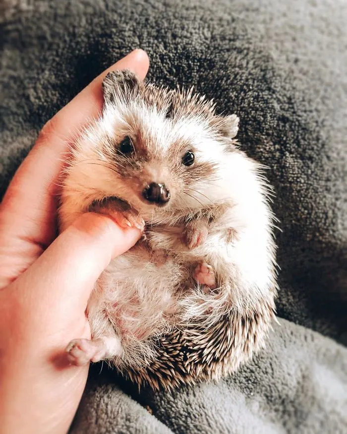 40 Pics Of Adorable Herbee The Hedgehog That 1.5 Million Instagram Followers Adore