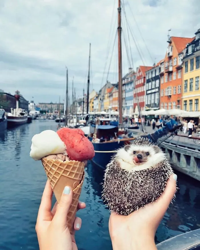 40 Pics Of Adorable Herbee The Hedgehog That 1.5 Million Instagram Followers Adore