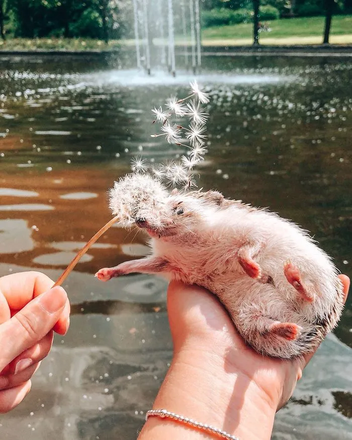 40 Pics Of Adorable Herbee The Hedgehog That 1.5 Million Instagram Followers Adore
