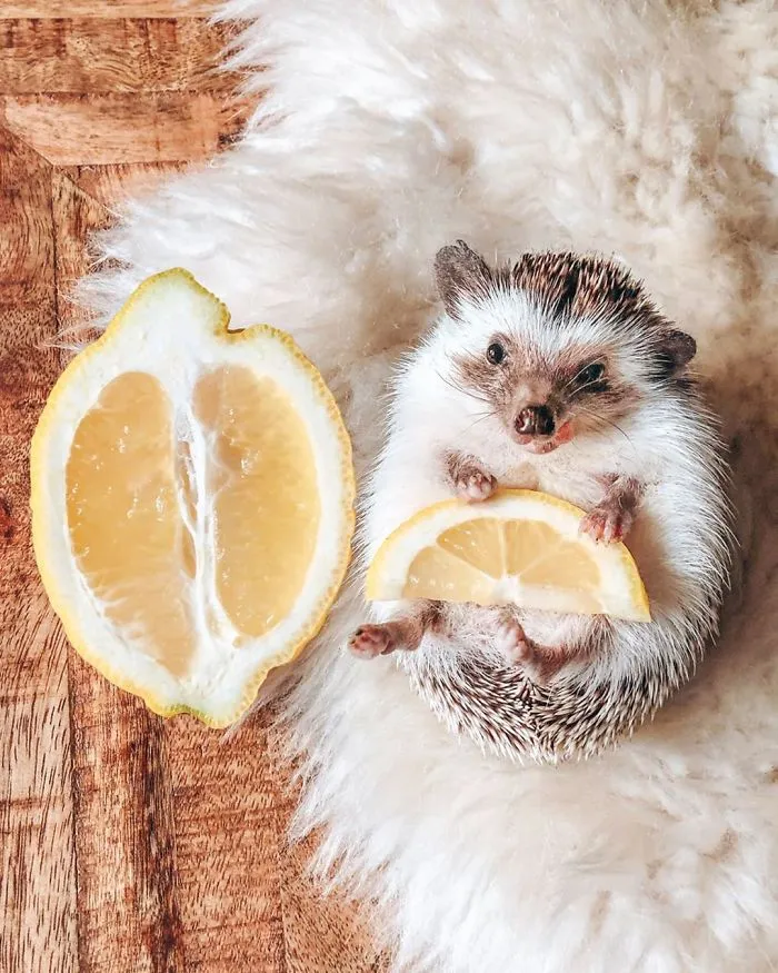 40 Pics Of Adorable Herbee The Hedgehog That 1.5 Million Instagram Followers Adore
