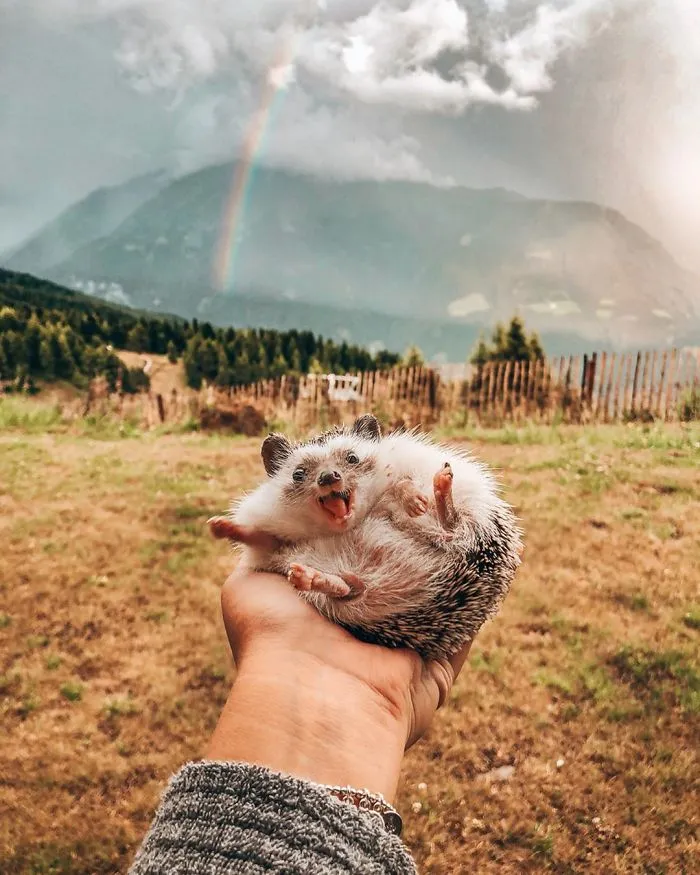 40 Pics Of Adorable Herbee The Hedgehog That 1.5 Million Instagram Followers Adore