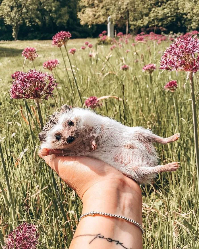 40 Pics Of Adorable Herbee The Hedgehog That 1.5 Million Instagram Followers Adore