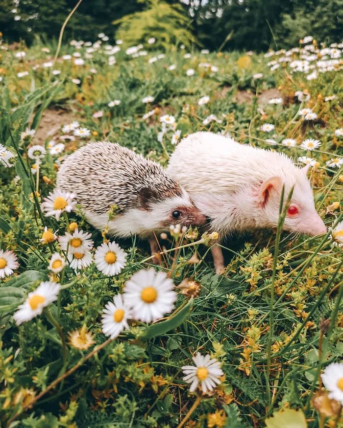40 Pics Of Adorable Herbee The Hedgehog That 1.5 Million Instagram Followers Adore