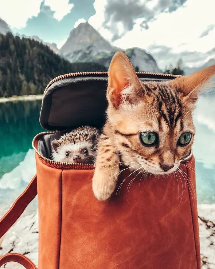 40 Pics Of Adorable Herbee The Hedgehog That 1.5 Million Instagram Followers Adore
