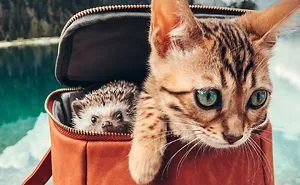 40 Pics Of Adorable Herbee The Hedgehog That 1.5 Million Instagram Followers Adore