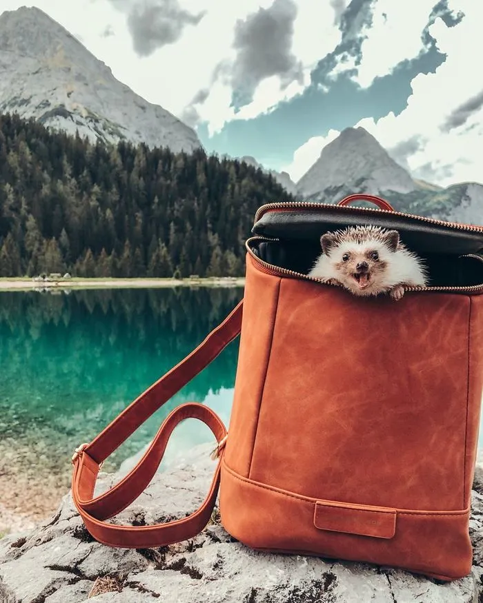 40 Pics Of Adorable Herbee The Hedgehog That 1.5 Million Instagram Followers Adore