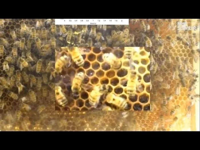 Las Abejas Hacen Un Sonido Tipo "Whoop!" Cuando Chocan Entre Sí O Se Asustan