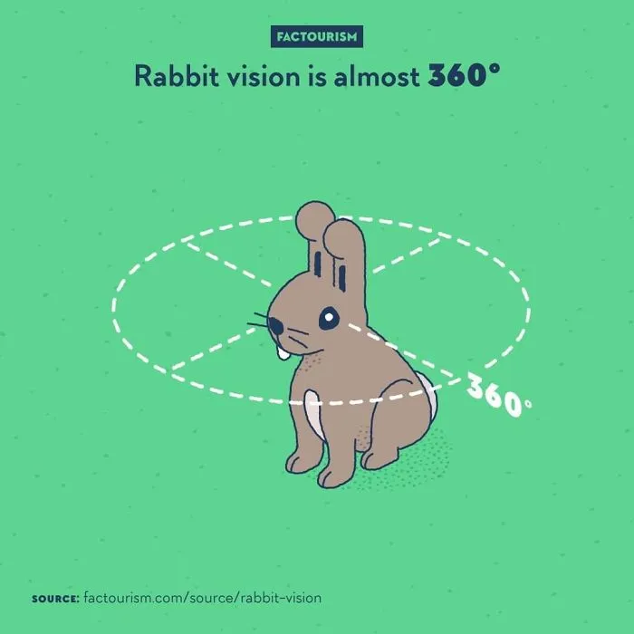 We Love Strange Facts And Decided To Draw Our Favourites. Here Are 30 Of Them.