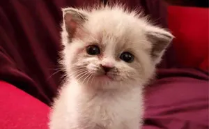 Foster Kitty Gives The Cutest Smile During A Photoshoot And It Takes Over The Internet