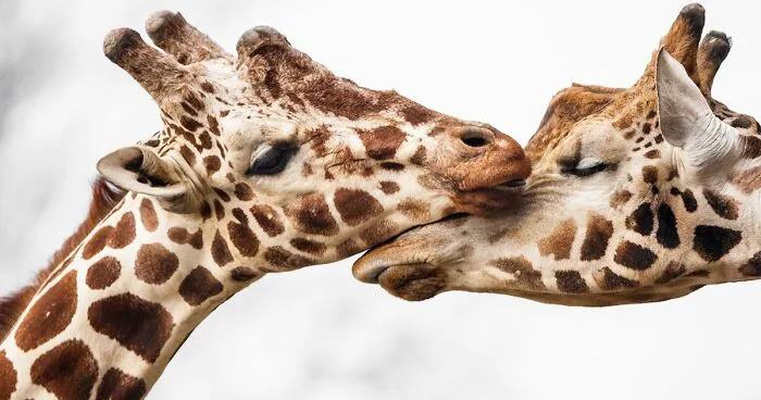 Sometimes Animals Can Be More Loving Than Humans, And I Photographed Them To Prove it (29 New Pics)