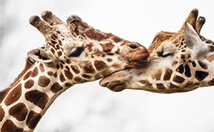 Sometimes Animals Can Be More Loving Than Humans, And I Photographed Them To Prove it (29 New Pics)