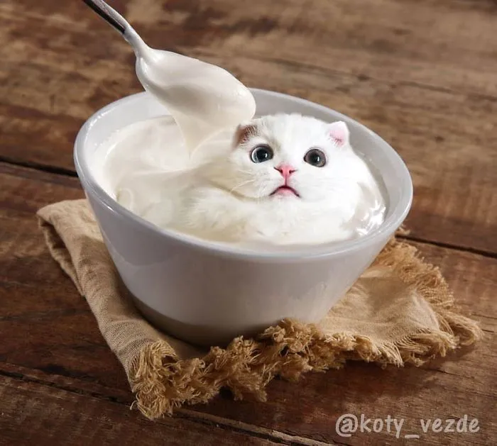 Someone Imagines What Everything Would Look Like If It Had A Cat's Face And The Result Is Funny Yet Disturbing
