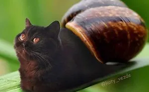 Someone Imagines What Everything Would Look Like If It Had A Cat's Face And The Result Is Funny Yet Disturbing
