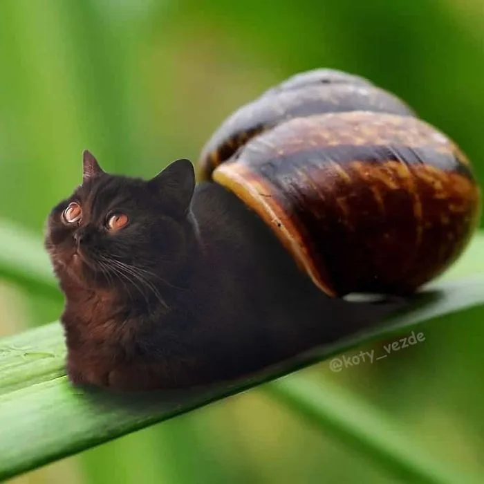 Alguien Se Imagina Cómo Se Vería Todo Si Tuviera Cara De Gato Y El Resultado Es Tan Divertido Como Perturbador