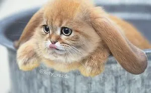 Someone Imagines What Everything Would Look Like If It Had A Cat's Face And The Result Is Funny Yet Disturbing