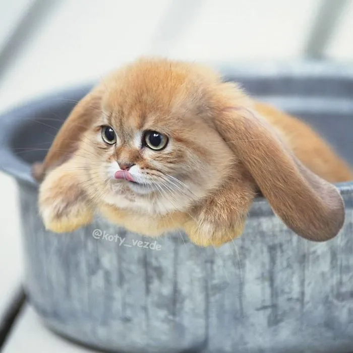 Alguien Se Imagina Cómo Se Vería Todo Si Tuviera Cara De Gato Y El Resultado Es Tan Divertido Como Perturbador
