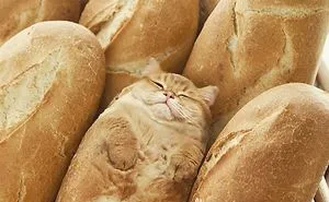 Someone Imagines What Everything Would Look Like If It Had A Cat's Face And The Result Is Funny Yet Disturbing