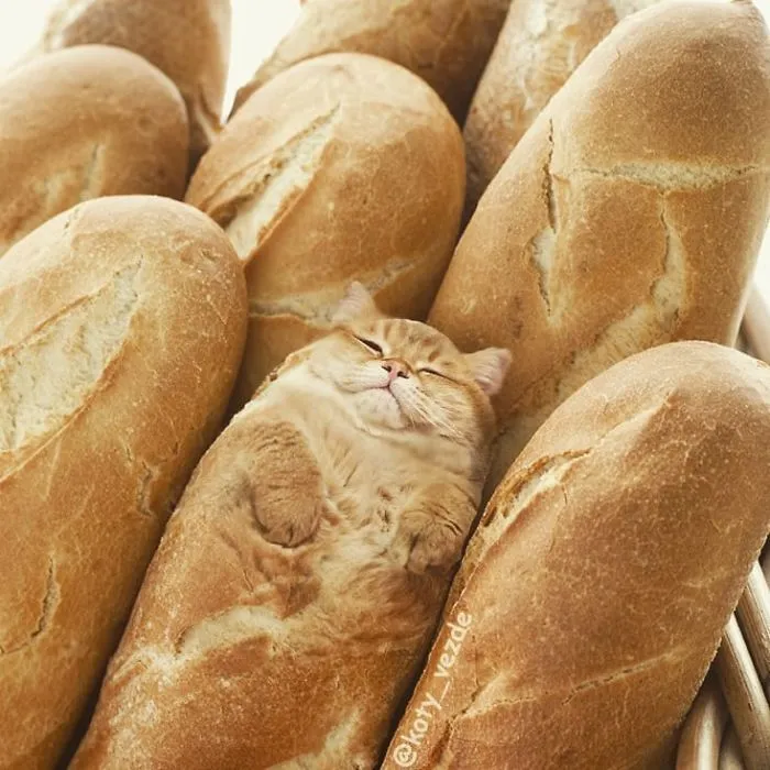 Animals-Photoshopped-Cats-Koty-Vezde