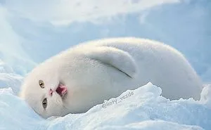 Someone Imagines What Everything Would Look Like If It Had A Cat's Face And The Result Is Funny Yet Disturbing