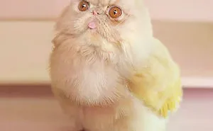 Someone Imagines What Everything Would Look Like If It Had A Cat's Face And The Result Is Funny Yet Disturbing