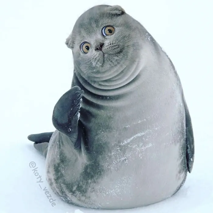 Alguien Se Imagina Cómo Se Vería Todo Si Tuviera Cara De Gato Y El Resultado Es Tan Divertido Como Perturbador