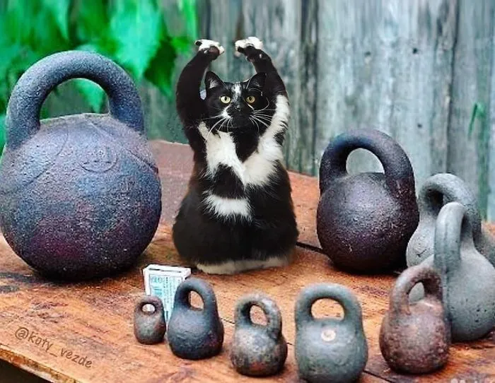 Alguien Se Imagina Cómo Se Vería Todo Si Tuviera Cara De Gato Y El Resultado Es Tan Divertido Como Perturbador