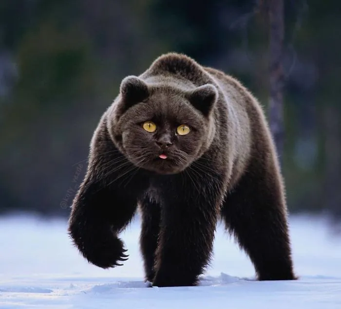 Alguien Se Imagina Cómo Se Vería Todo Si Tuviera Cara De Gato Y El Resultado Es Tan Divertido Como Perturbador