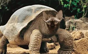 Someone Imagines What Everything Would Look Like If It Had A Cat's Face And The Result Is Funny Yet Disturbing