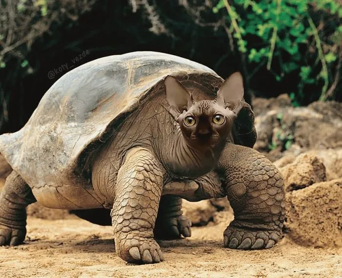 Alguien Se Imagina Cómo Se Vería Todo Si Tuviera Cara De Gato Y El Resultado Es Tan Divertido Como Perturbador