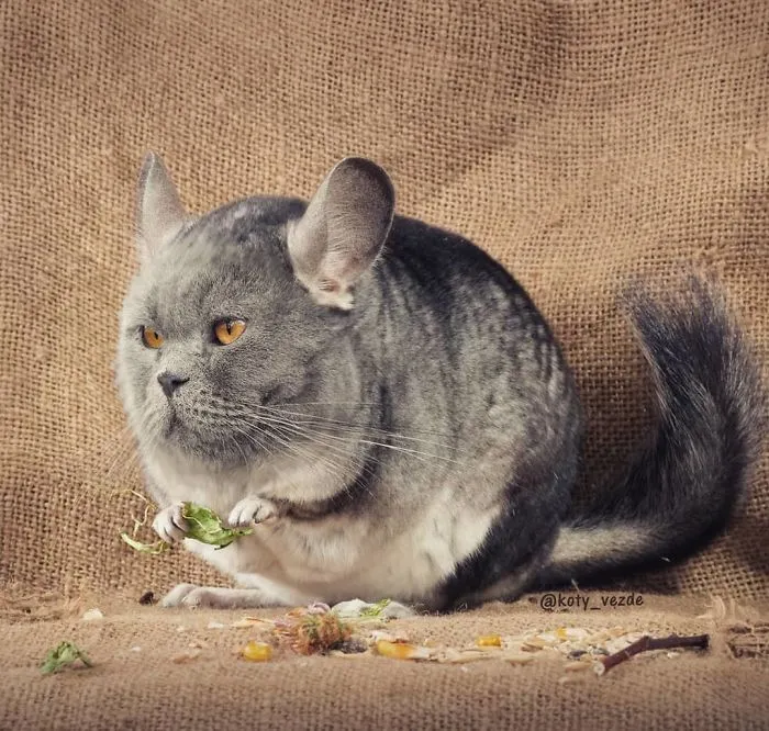 Someone Imagines What Everything Would Look Like If It Had A Cat's Face And The Result Is Funny Yet Disturbing