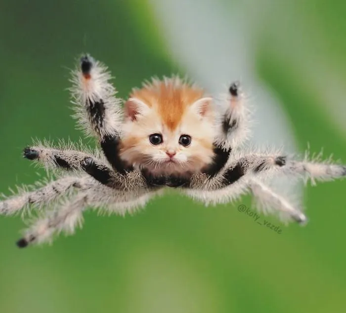 Alguien Se Imagina Cómo Se Vería Todo Si Tuviera Cara De Gato Y El Resultado Es Tan Divertido Como Perturbador