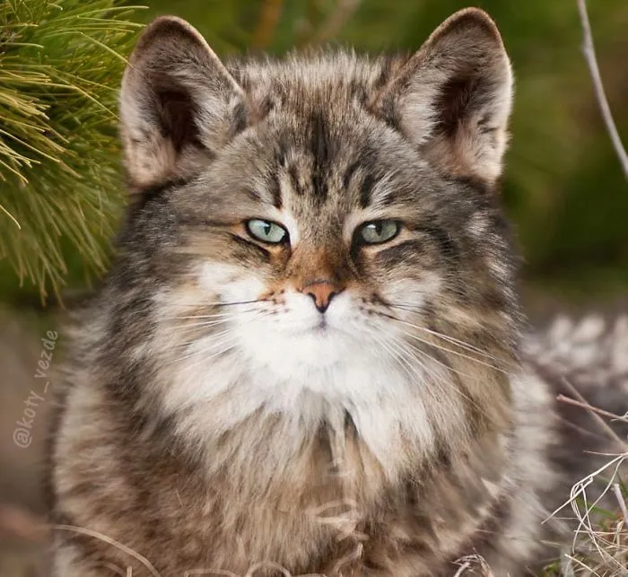 Someone Imagines What Everything Would Look Like If It Had A Cat's Face And The Result Is Funny Yet Disturbing