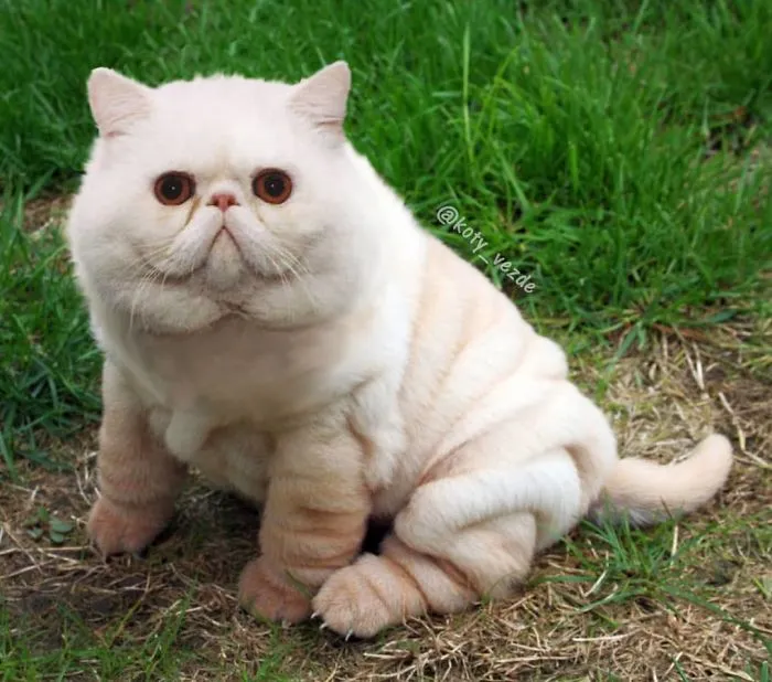 Alguien Se Imagina Cómo Se Vería Todo Si Tuviera Cara De Gato Y El Resultado Es Tan Divertido Como Perturbador