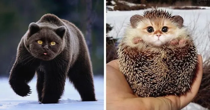 Someone Imagines What Everything Would Look Like If It Had A Cat's Face And The Result Is Funny Yet Disturbing
