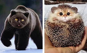 Someone Imagines What Everything Would Look Like If It Had A Cat's Face And The Result Is Funny Yet Disturbing