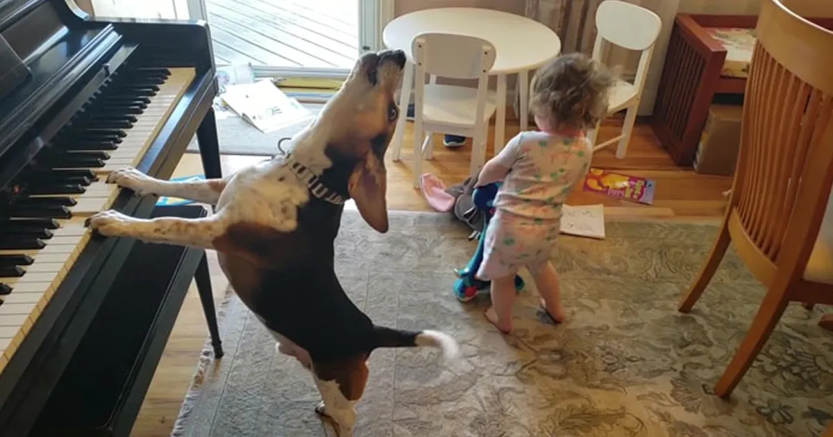 Este hombre grabó sin querer a su hija bailando mientras su perro tocaba el piano