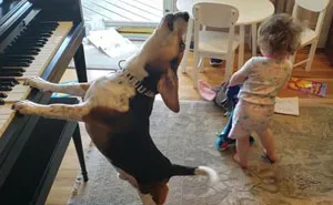 Man Accidentally Captures A Video Of His Baby Daughter Dancing To Their Dog Playing The Piano