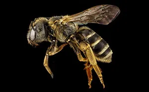 Bees Are Now Officially Declared To Be The Most Important Beings On Earth