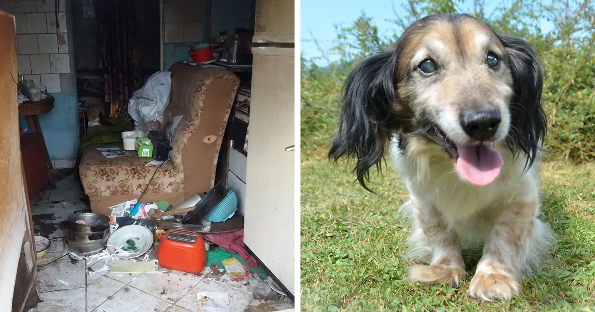 Acogimos a un perro completamente ciego de un hogar muy negligente en Hungría, y volvió a la vida