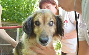 We Fostered A Completely Blind Dog From A Very Neglectful Home In Hungary And He Came Back To Life