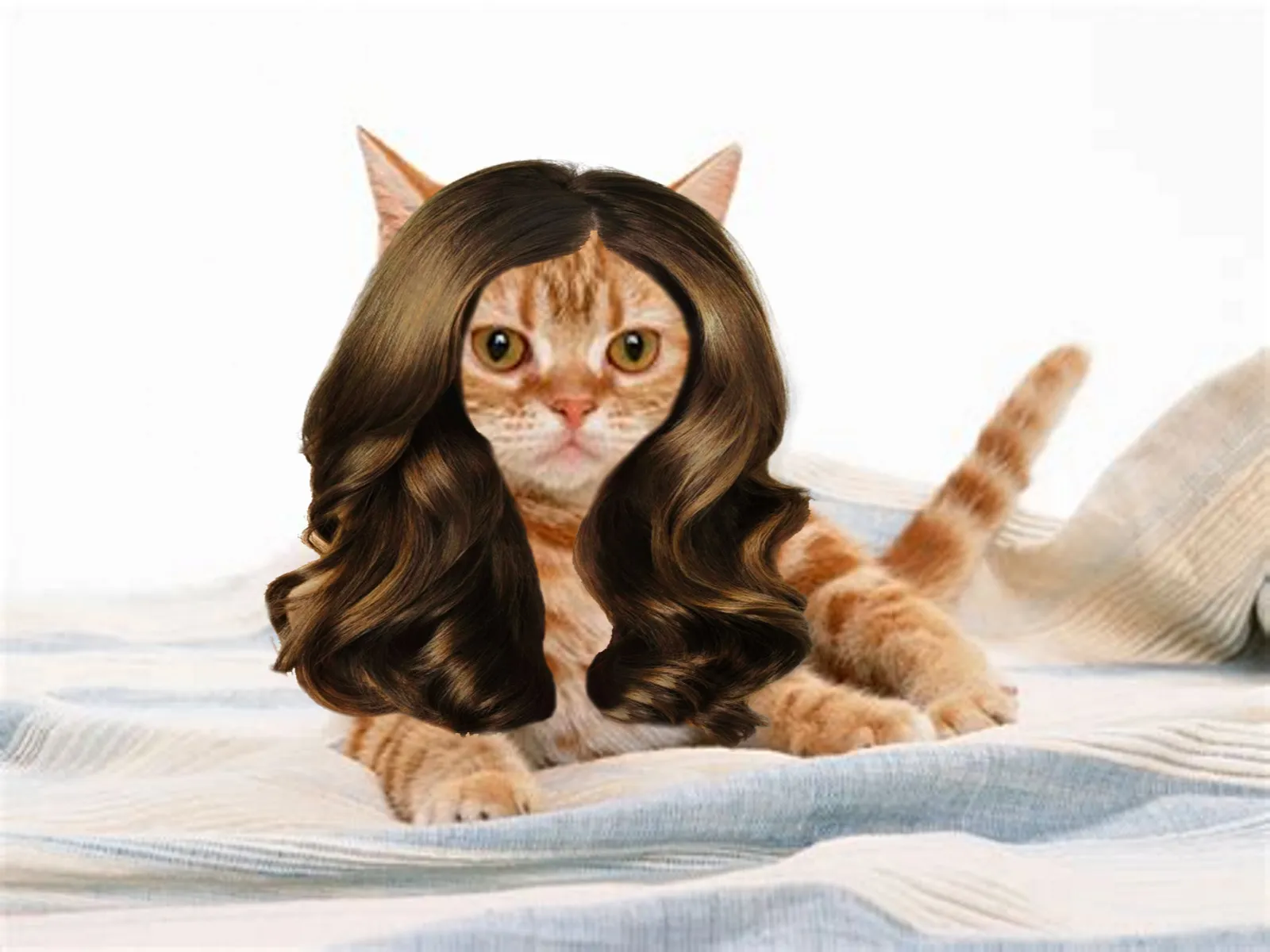 Funny Images Of Random Animals Wearing Wigs