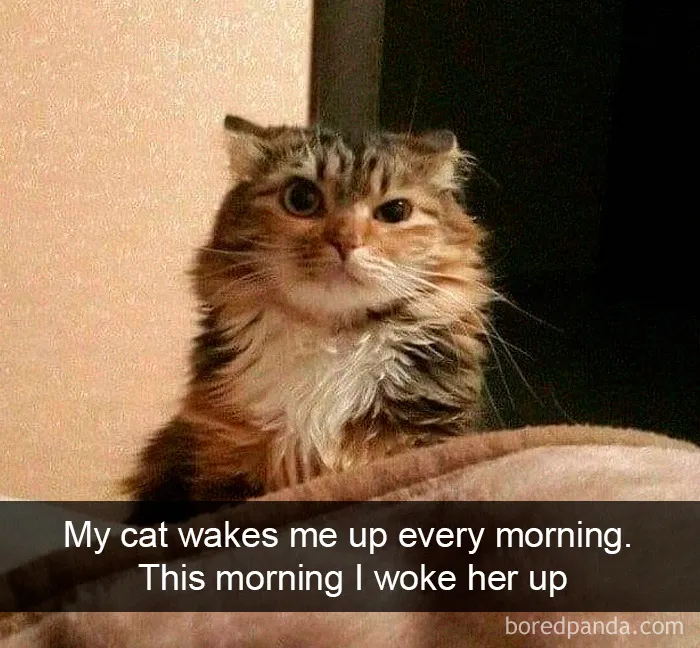 40 Hilarious Cat Snapchats That Will Leave You With The Biggest Smile (New Pics)