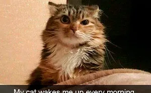 40 Hilarious Cat Snapchats That Will Leave You With The Biggest Smile (New Pics)